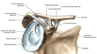 Anatom&iacute;a de la clav&iacute;cula y la cintura escapular.