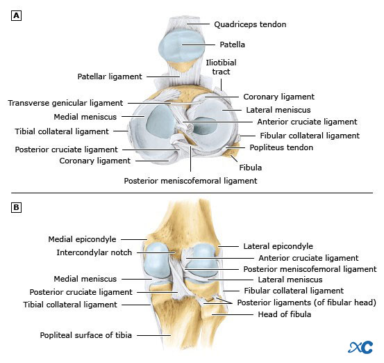 Articulaci&oacute;n de rodilla-3