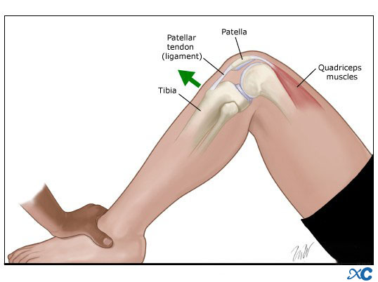 Articulaci&oacute;n de rodilla-7
