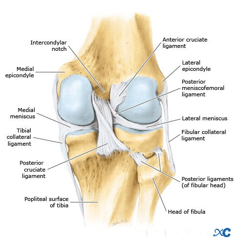 Articulaci&oacute;n de rodilla-9