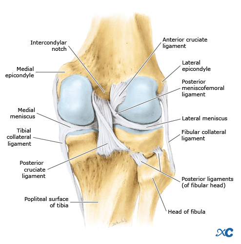 Articulaci&oacute;n de rodilla-1