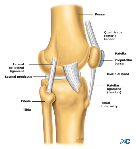 Articulaci&oacute;n de la rodilla