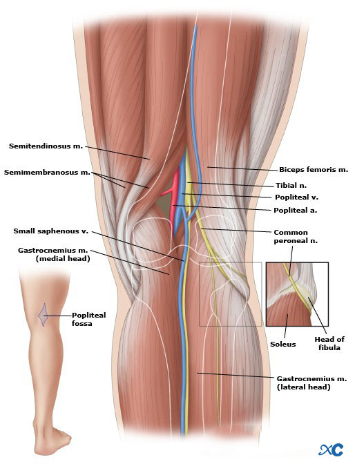 Articulaci&oacute;n de rodilla-10