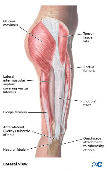 Articulaci&oacute;n de rodilla-11