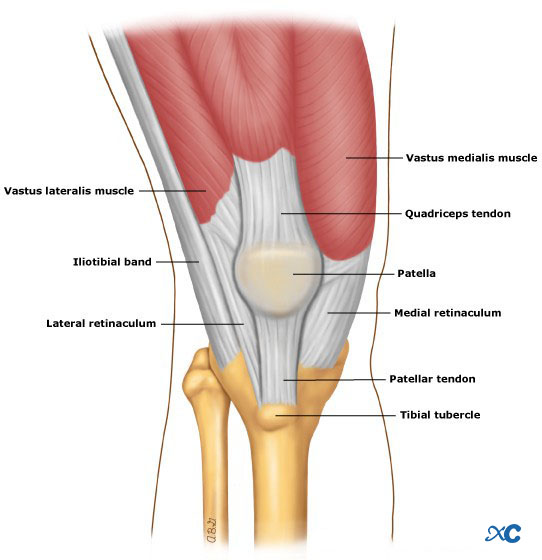 Articulaci&oacute;n de rodilla-2