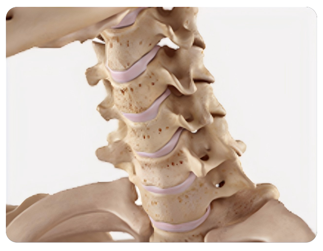 C2 to C7 cervical spine levels