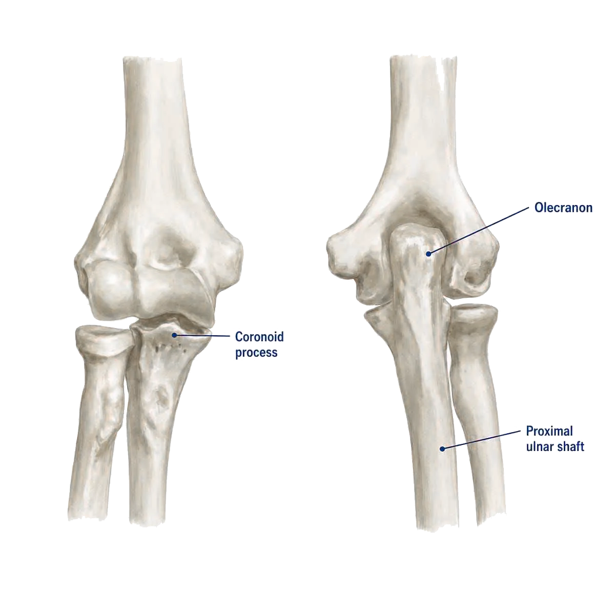 Anatomical overview of the olecranon and proximal ulna