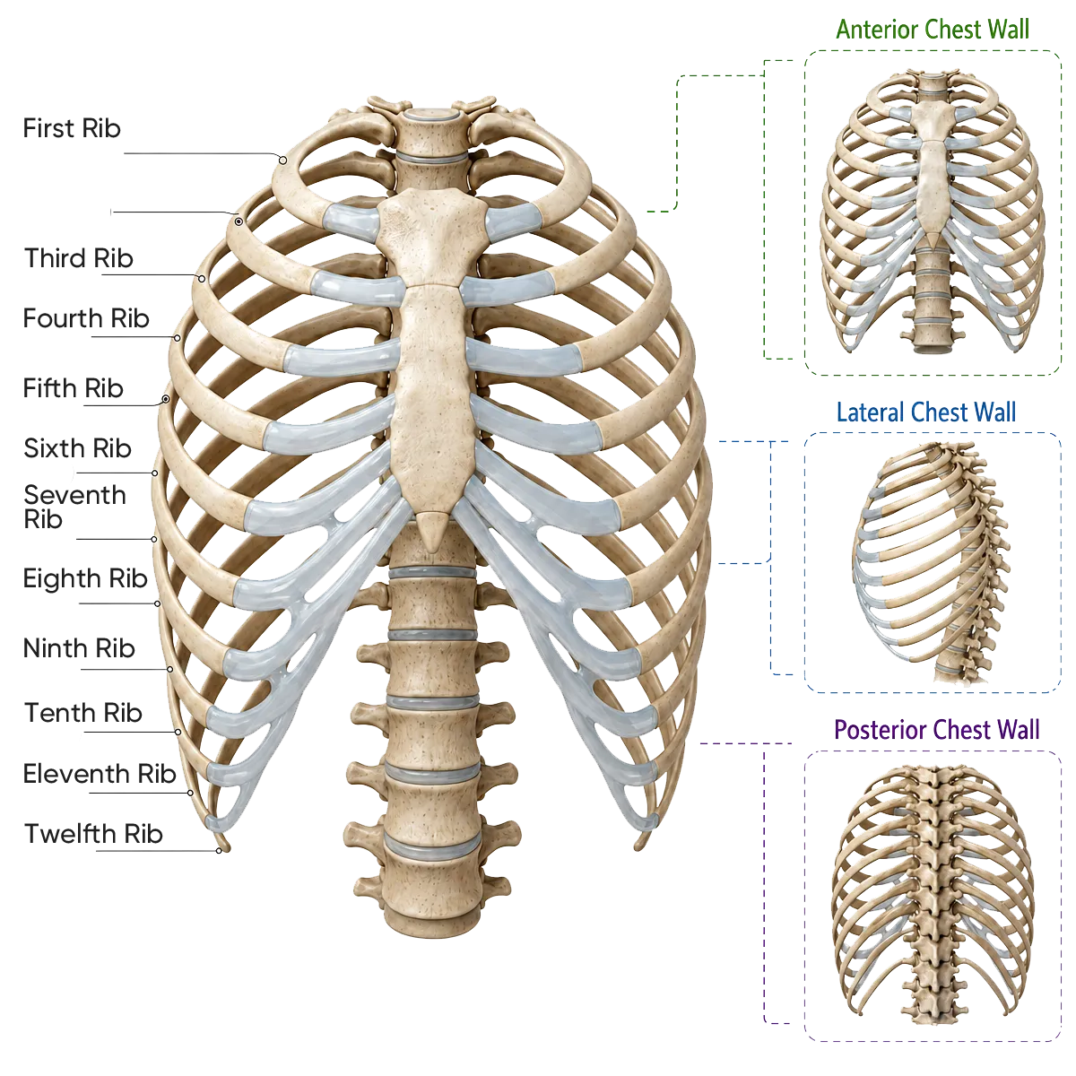 Thoracic cage and rib anatomy planning view
